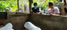Puluhan Babi Mati di Karangasem, Leher Hingga Kepala Memerah Peternak Babi