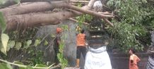 Cuaca Ekstrem, BPBD Buleleng Imbau Masyarakat Waspada Pohon Tumbang Cuaca Ekstrem