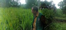 Karangasem Tingkatkan Produksi Padi di Tahun 2024 Padi