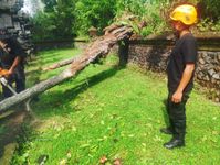 Diguyur Hujan Deras serta Angin Kencang, Pohon Bertumbangan di Karangasem Pohon Tumbang