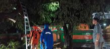 Pj Bupati Buleleng Pimpin Langsung Penanganan Pohon Tumbang Pada Malam Hari Raya Kuningan Pohon Tumbang