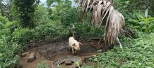Kasus Babi Mati Tak Ada Solusi, Peternak di Karangasem Gigit Jari Babi