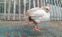 Ayam Berkaki Empat Milik Peternak di Bebandem Jadi Viral Ayam