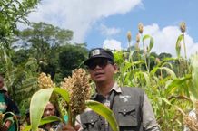Panen Perdana Sorgum di Desa Telaga, Harap Jadi Tambahan Penghasilan Petani Jagung