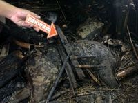 Dua Sapi dan Ternak Ayam Hangus Terpanggang dalam Kebakaran Kandang di Karangasem Kebakaran
