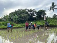 Hazton, Inovasi Distan Buleleng Tingkatkan Produksi Padi Inovasi