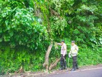 Pulang Sembahyang di Pura Besakih, Pemedek Meninggal Dunia Tertimpa Pohon Pohon Tumbang