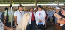 Serangkaian HUT Ke-820 Kota Bangli, Bupati Sedana Arta Buka Kontes Anjing Kintamani Anjing Kintamani