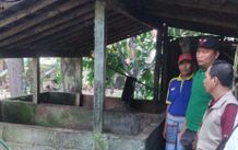 Dinas Pertanian Karangasem Lacak Sumber Ternak Babi Dugaan Kasus Meningitis di Bebandem Meningitis