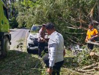 Pohon Tumbang Timpa Mobil dan Pemotor Pohon