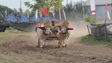 230 Pasang Kerbau Adu Cepat di Mekepung Jembrana Cup Mekepung