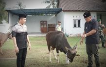 Pemkab Jembrana Serahkan Bantuan Hewan Kurban Idul Adha Bantuan Hewan Kurban