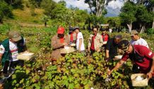 Petani Karangasem Diharapkan Mandiri dalam Menanam Kapas Kapas