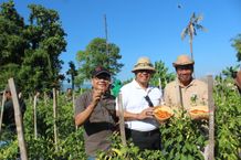 Panen Cabai hingga Ikan Nila, Pj Gubernur Mahendra Jaya Apresiasi Upaya Penanggulangan Inflasi di Buleleng Penanggulangan Inflasi
