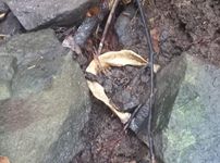 Warga Gegelang Temukan Tengkorak Manusia di Kebun Tulang