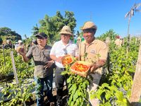 Pj Bupati Lihadnyana Ajak Pj Gubernur Bali Panen Cabai Bersama Panen Cabai