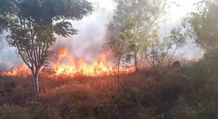 Hektaran Lahan Kebun Mete dan Mangga di Desa Tianyar Tengah Terbakar Kebakaran