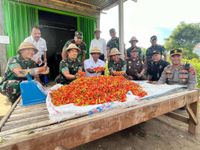 Pangdam IX/Udayana Apresiasi Kolaborasi Pemkab Buleleng dan TNI Wujudkan Ketahanan Pangan Panen Cabai