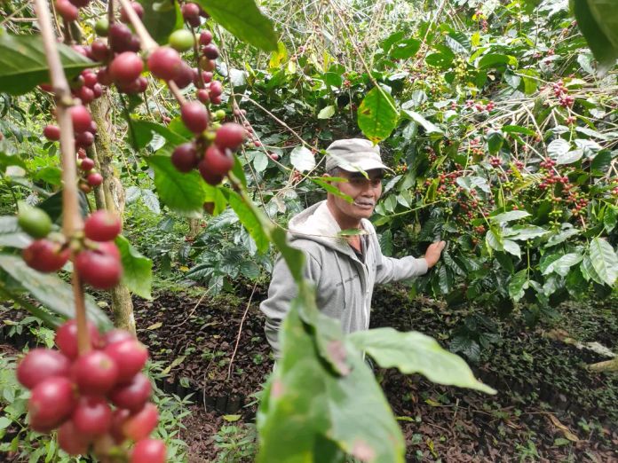 Kopi Kopi