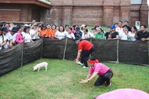Diskop UKMP Badung Gelar Jumat Ceria, Sambut HUT Ke-79 RI dengan Berbagai Lomba Lomba