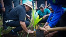 Dampingi Kakao, Kelapa Genjah Disiapkan Jadi Komoditi Pertanian Unggulan Jembrana Komoditi Pertanian Unggulan Jembrana