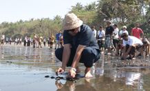 Bupati Tamba Lepas Ratusan Tukik di KPP Jagat Kerthi Pekutatan Lepas Ratusan Tukik