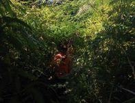 Mahasiswa Poltekpar Bali Tersesat di Gunung Agung, Dievakuasi Tim SAR Pendaki