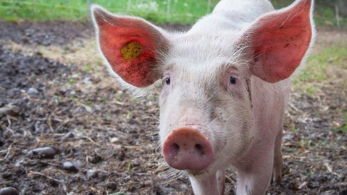 Babi