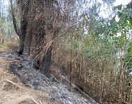 Pemantauan Kebakaran Hutan Gunung Agung Terkendala Awan, BPBD Siapkan Opsi Hujan Buatan Kebakaran