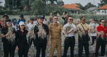 Pj. Sekda Badung Panen Bawang Merah di Subak Delod Sema Sading Panen Bawang Merah