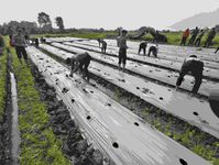 Sinergi Dinas Pertanian Denpasar dengan Kepolisian, Dukung Pengendalian Inflasi Dengan Gertam Cabai di Subak Umalayu Gerakan Tanam Cabai