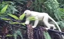 Kemunculan Kera Putih di Pura Pasar Agung, Terekam Kamera Pemedek Muncul Kera
