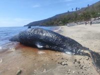 Nelayan Bunutan Temukan Bangkai Paus Sperma di Pantai Lipah Paus Sperma