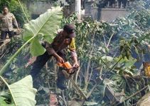 Hujan Deras dan Angin Kencang Tumbangkan Pohon di Karangasem Pohon Tumbang
