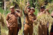 Hasil Memuaskan, Panen Perdana Padi Gogo di Desa Menanga Panen Padi Gogo