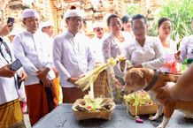 Peringatan Tumpek Uye di Kota Denpasar, Wawali Arya Wibawa Laksanakan Persembahyangan dan Vaksinasi Hewan Peliharaan Secara Gratis Tumpek Uye