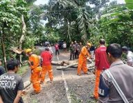 BPBD Karangasem Catat Puluhan Kejadian Sejak Awal Desember Pohon Tumbang