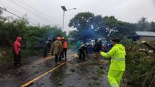 Hujan Deras di Tabanan Akibatkan Pohon Tumbang dan Longsor Pohon Tumbang dan Longsor
