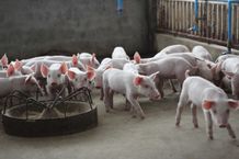 11 Anak Babi Warga di Sanggalangit Hilang, Polisi Sebut Tidak Ada Laporan Pencurian