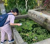 Dinkes Buleleng Tingkatkan Upaya Pencegahan DBD Melalui Program Jumantik Jumantik