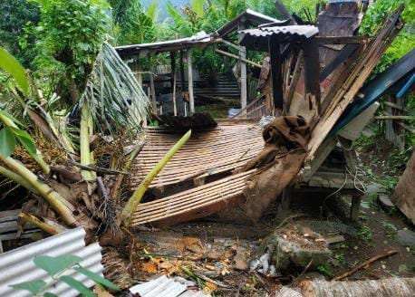 BaliPortalNews_ Pohon Tumbang Pohon Tumbang