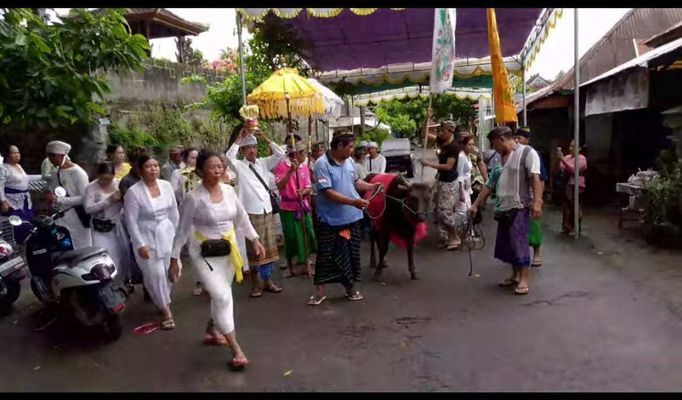 BaliPortalNews_ Sapi Hitam Sapi Hitam