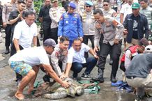 Bupati Tamba Dampingi Kapolda Bali Lepasliarkan Penyu, Dukung Pelestarian Satwa Laut di Pantai Perancak Lepasliarkan Penyu