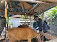 Optimalisasi Pencegahan Penyebaran Penyakit PMK, Distan Denpasar Gelar Vaksinasi Sapi di Empat Kecamatan Vaksinasi PMK