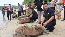 Pj Bupati Buleleng Lepasliarkan Penyu Korban Penyelundupan Liar Lepasliarkan Penyu