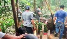 Tiga Korban Selamat Pohon Tumbang di Arena Tajen Desa Bungaya Jalani Operasi Pohon