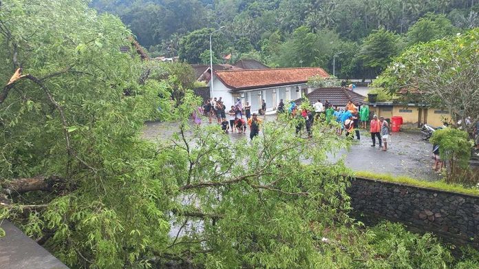 Pohon Asem Berusia Ratusan Tahun Tumbang