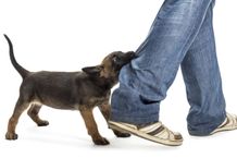 Seorang Warga di Buleleng Meninggal Akibat Anjing Rabies Gigit Anjing Rabies