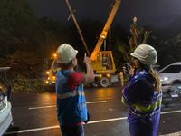 Pohon Tumbang Akibatkan Listrik Padam, PLN Berjibaku Lakukan Penormalan PLN