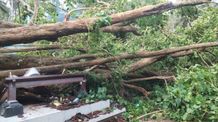 Pohon Tumbang di Tengah Upacara Kremasi di Karangasem, 6 Orang Terluka, 2 Dirujuk ke Rumah Sakit Pohon Tumbang